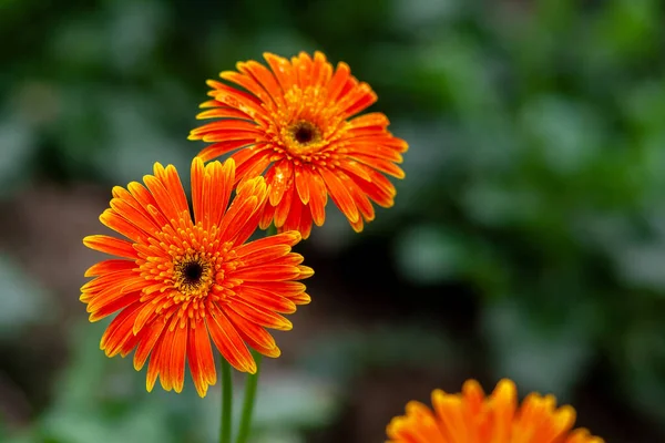 Dva Oranžovo Žlutá Gerbera Květina Zeleném Pozadí Přírody — Stock fotografie