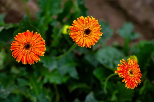 Дві Оранжево Жовті Квітки Гербери Зеленому Фоні Природи — стокове фото