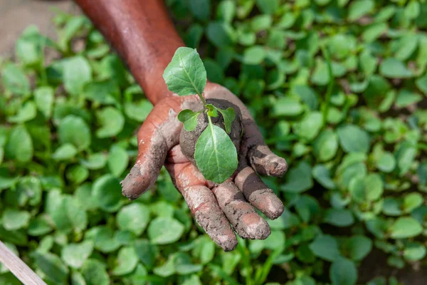 Two Muddy Hands Holding Small Green Plant Plant Hands Green — Stock Photo, Image