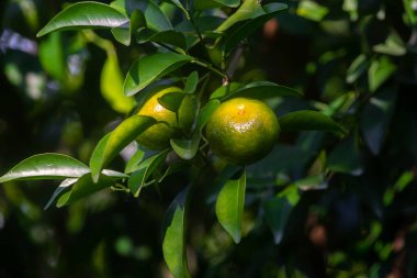 Ağaçta sallanan yarım olgun narenciye (Tangerine).