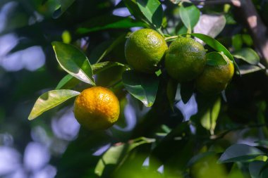 Ağaçta sallanan yarım olgun narenciye (Tangerine).