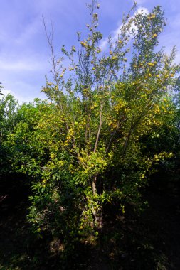 Güneşli gökyüzünün altında organik mandalina narenciye ağacı.