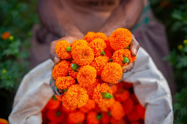 Dois Punhados Flores Laranja Calêndula Exibindo Fazendeiro Flores Coletando Flores — Fotografia de Stock