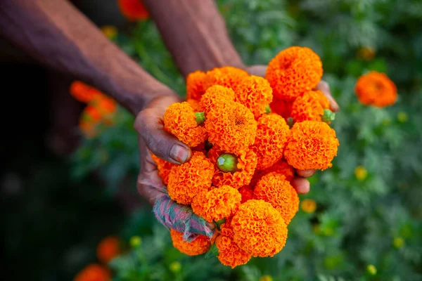 Dois Punhados Flores Laranja Calêndula Exibindo Fazendeiro Flores Coletando Flores — Fotografia de Stock