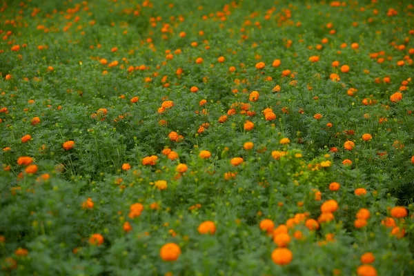 庭で美しいオレンジ色のマリーゴールドの花を咲かせます オレンジグリーンの花の背景 — ストック写真