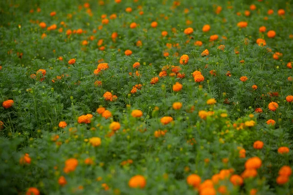 庭で美しいオレンジ色のマリーゴールドの花を咲かせます オレンジグリーンの花の背景 — ストック写真