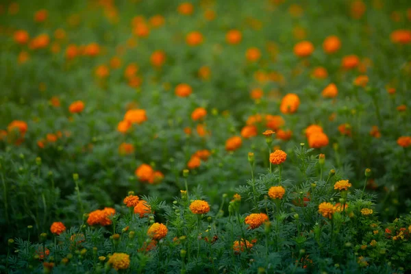 庭で美しいオレンジ色のマリーゴールドの花を咲かせます オレンジグリーンの花の背景 — ストック写真