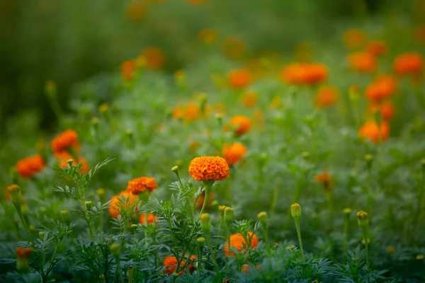 Lindas Flores Calêndula Laranja Florescendo Jardim Laranja Verde Flores Fundo — Fotografia de Stock