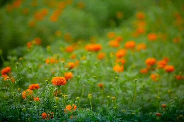 庭で美しいオレンジ色のマリーゴールドの花を咲かせます オレンジグリーンの花の背景 — ストック写真