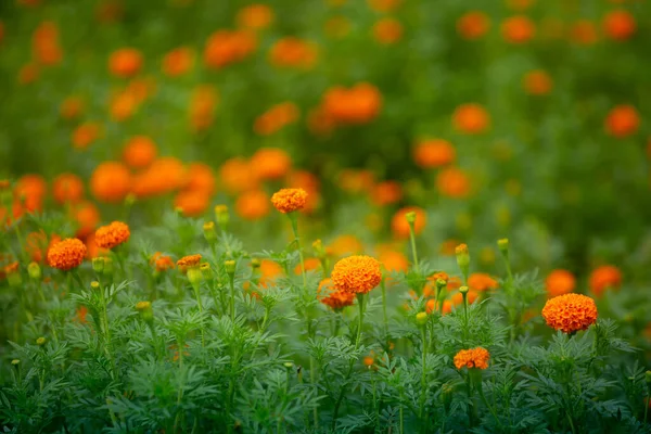 Lindas Flores Calêndula Laranja Florescendo Jardim Laranja Verde Flores Fundo — Fotografia de Stock