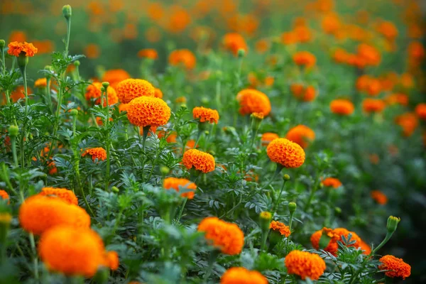 庭ではオレンジ色のマリーゴールドの花を間近で見ることができます オレンジグリーンの花の背景 — ストック写真