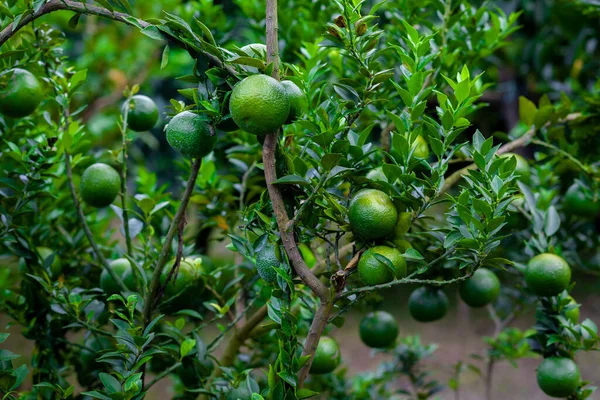 Green Unripe Citrus Fruits Hanging Tree Green Tree Background — Stock Photo, Image