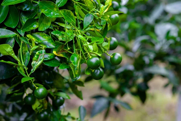 Πολλά Άγουρα Φρούτα Citrus Japonica Kumquat Πράσινο Φόντο Φύλλων Στον — Φωτογραφία Αρχείου