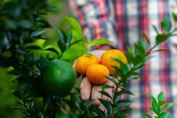 Man Displaying His Hand Tangerine Citrus Fruits Ripe Unripe Citrus — Stock Photo, Image