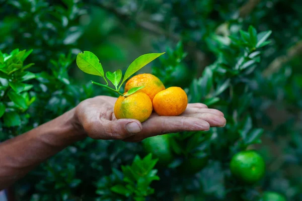A man displaying on his hand tangerine and citrus fruits. Ripe and unripe citrus fruits.