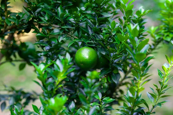 Green Unripe Citrus Fruit Malta Hanging Tree Citrus Fruits Plantation — Stock Photo, Image