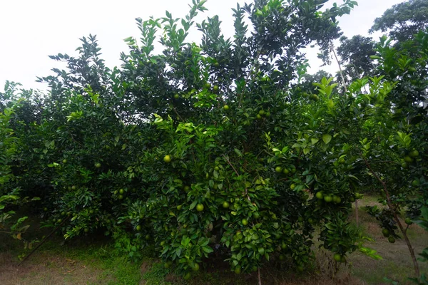 Zielone Niedojrzałe Owoce Cytrusowe Malta Wiszące Drzewie Plantacja Owoców Cytrusowych — Zdjęcie stockowe