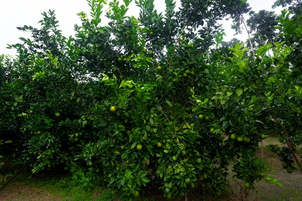 Zielone Niedojrzałe Owoce Cytrusowe Malta Wiszące Drzewie Plantacja Owoców Cytrusowych — Zdjęcie stockowe