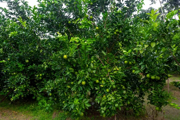 Cítricos Verdes Inmaduros Malta Colgados Árbol Plantación Cítricos —  Fotos de Stock