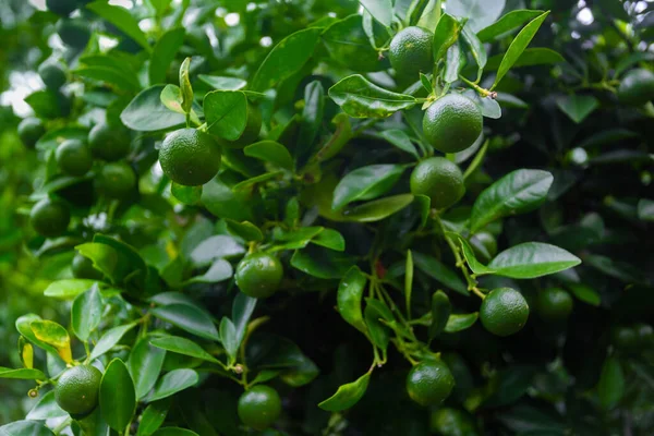 Lots Unripe Citrus Japonica Kumquat Fruit Green Leaf Background Garden — Stock Photo, Image