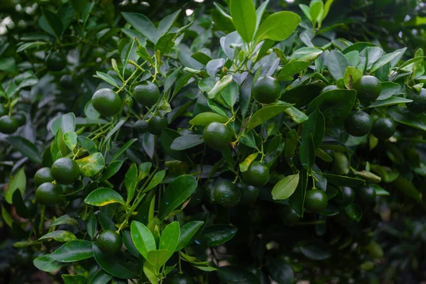 Banyak Buah Yang Belum Matang Citrus Japonica Kumquat Pada Latar — Stok Foto