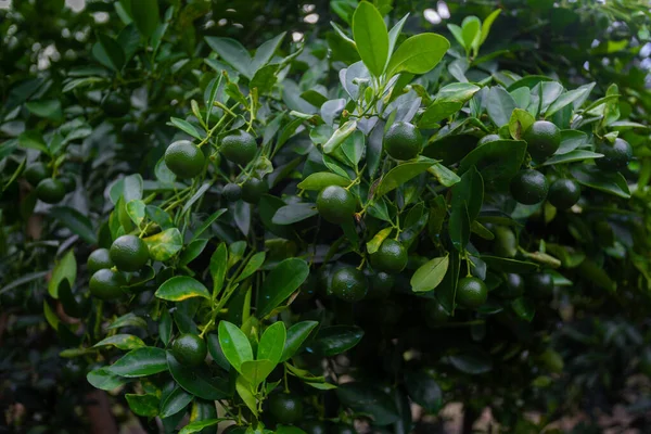 Lots Unripe Citrus Japonica Kumquat Fruit Green Leaf Background Garden — Stock Photo, Image