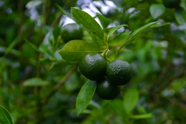 Bahçede yeşil yaprak üzerinde bir sürü olgunlaşmamış Citrus japonica (Kumquat) meyvesi.