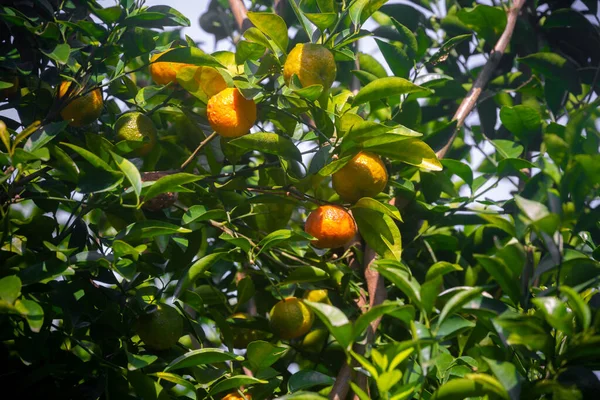 Green Unripe Citrus Fruits Hanging Tree Green Tree Background — Stock Photo, Image