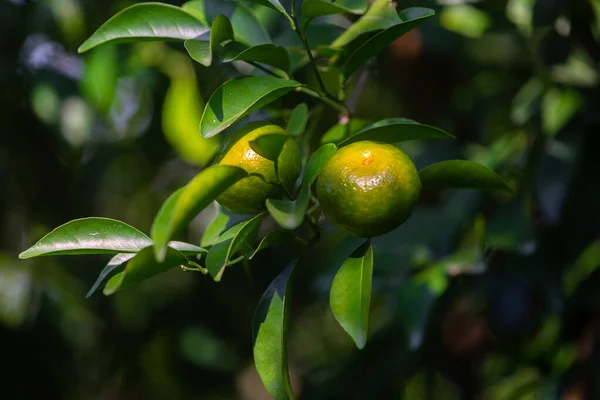 Μισά Ώριμα Εσπεριδοειδή Tangerine Που Κρέμονται Στο Δέντρο — Φωτογραφία Αρχείου