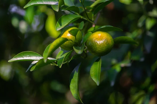 Μισά Ώριμα Εσπεριδοειδή Tangerine Που Κρέμονται Στο Δέντρο — Φωτογραφία Αρχείου