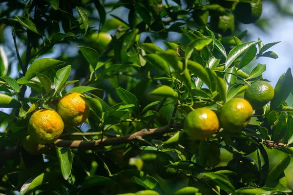 Halvmogen Citrusfrukt Tangerine Hängande Trädet — Stockfoto