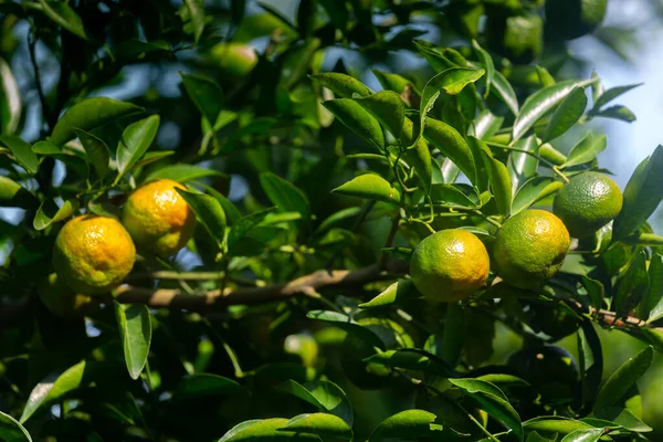 Μισά Ώριμα Εσπεριδοειδή Tangerine Που Κρέμονται Στο Δέντρο — Φωτογραφία Αρχείου