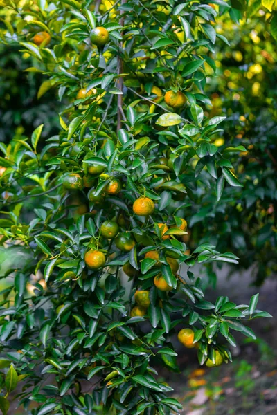 Många Halvmogna Citrusfrukter Mandariner Som Hänger Träden Solljuset — Stockfoto