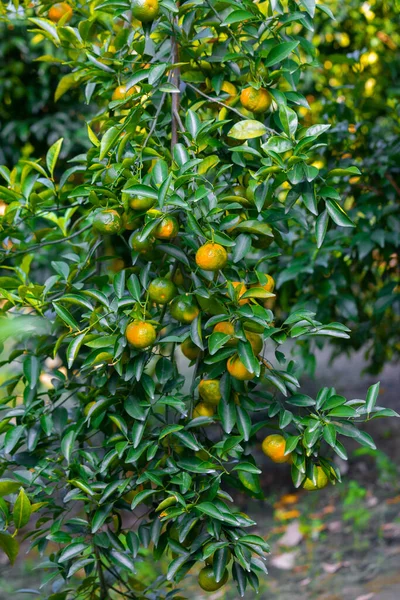 Många Halvmogna Citrusfrukter Mandariner Som Hänger Träden Solljuset — Stockfoto