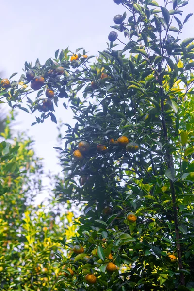 Liczne Półdojrzałe Owoce Cytrusowe Mandarynki Wiszące Drzewach Słońcu — Zdjęcie stockowe