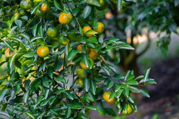 Numerous Half Ripe Citrus Fruits Tangerines Hanging Trees Sunlight — Stock Photo, Image