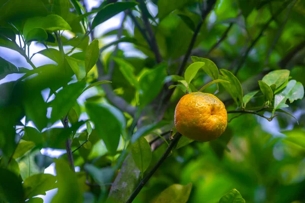 Mandarin Yellow Orange Citrus Fruits Green Leaves Background — Stock Photo, Image
