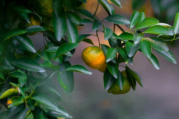 Mandarin Gul Orange Citrusfrukter Gröna Blad Bakgrund — Stockfoto