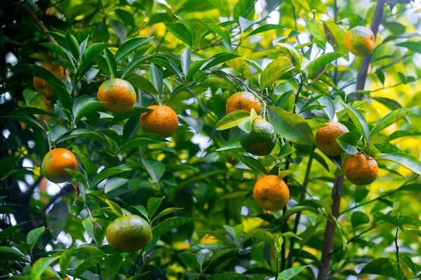 Numerosos Cítricos Medio Maduros Mandarinas Que Cuelgan Los Árboles Luz —  Fotos de Stock