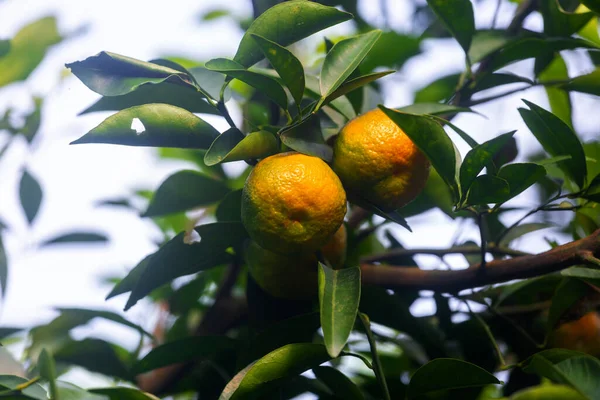 Half Ripe Citrus Fruit Tangerine Hanging Tree — Stock Photo, Image