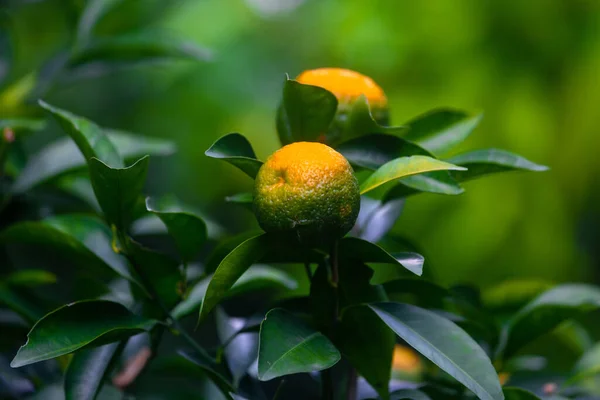 Μισά Ώριμα Εσπεριδοειδή Tangerine Που Κρέμονται Στο Δέντρο — Φωτογραφία Αρχείου