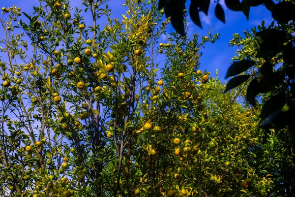 Árbol Fruta Cítrica Mandarina Orgánica Bajo Cielo Soleado — Foto de Stock