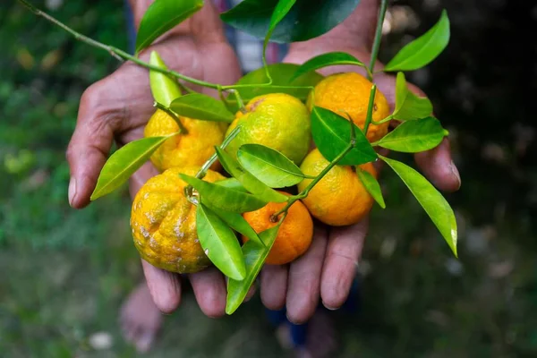 A man displaying on his hand tangerine and citrus fruits. Ripe and unripe citrus fruits.