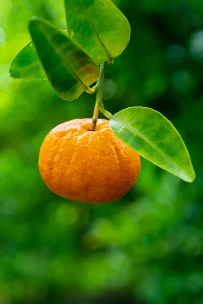 葉とぶら下がっているみかんの果実 シトラスタンジェリーナ オレンジ 緑の背景 — ストック写真