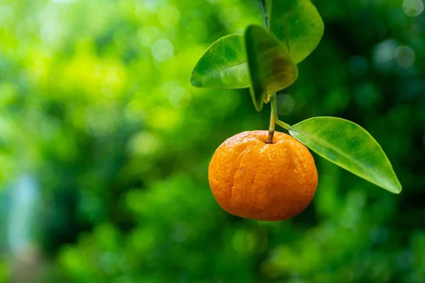 Tangerine Fruit Citrus Tangerina Hanging Leaves Yellow Orange Greenish Background — Stock Photo, Image