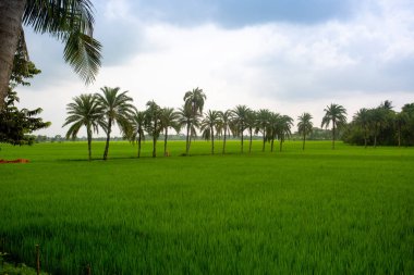 Jessore, Bangladeş 'teki yeşil çeltik tarlasında duran bazı hurma ağaçları.