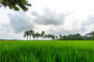 Jessore, Bangladeş 'teki yeşil çeltik tarlasında duran bazı hurma ağaçları.