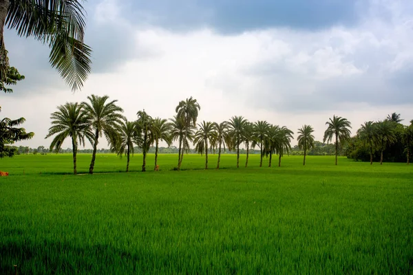 Nějaký Datlové Palmy Stojící Zeleném Poli Jessore Bangladéši — Stock fotografie
