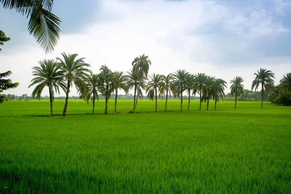 Some Date Palm Trees Standing Green Paddy Field Jessore Bangladesh — Stock Photo, Image