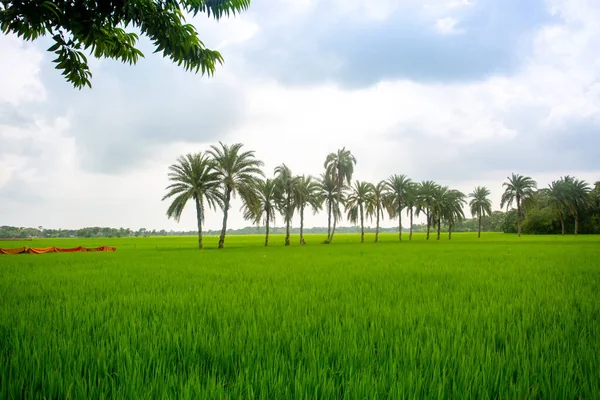 Niektóre Palmy Datowane Stojące Zielonym Polu Rybackim Jessore Bangladesz — Zdjęcie stockowe